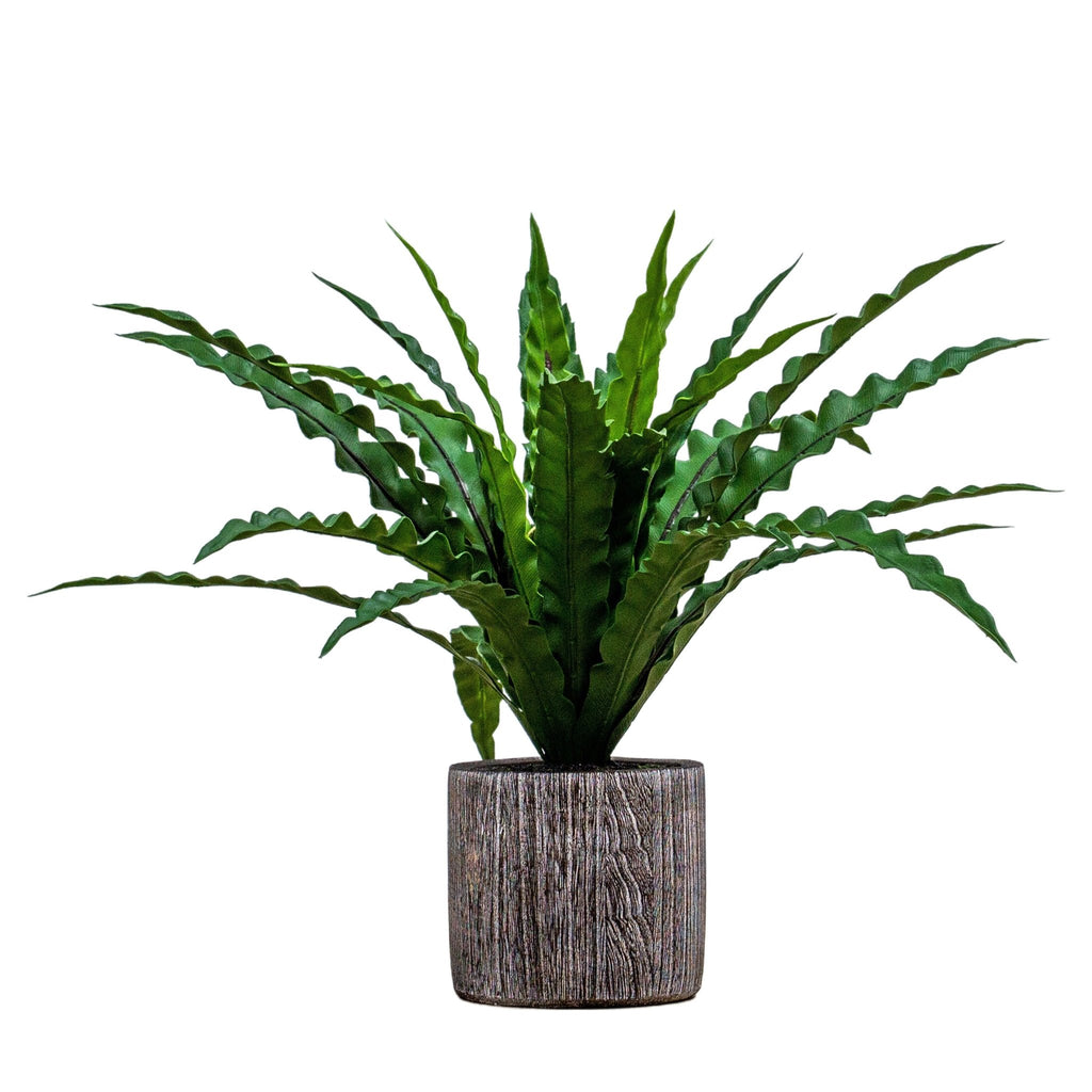 Potted Asplenium Fern - hdesign - Plants